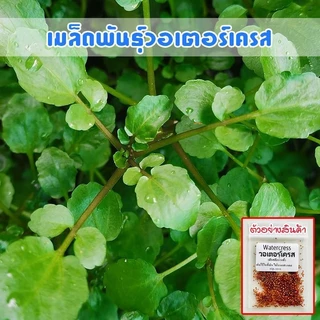 วอเตอร์​เครส​แท้ สลัดน้ำ ​90-200​ เมล็ด​ เมล็ดพัน​ธุ์​ watercress