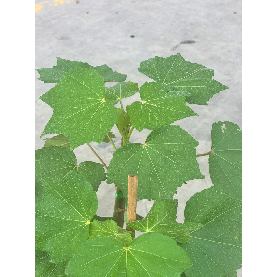 มุมมอง 3