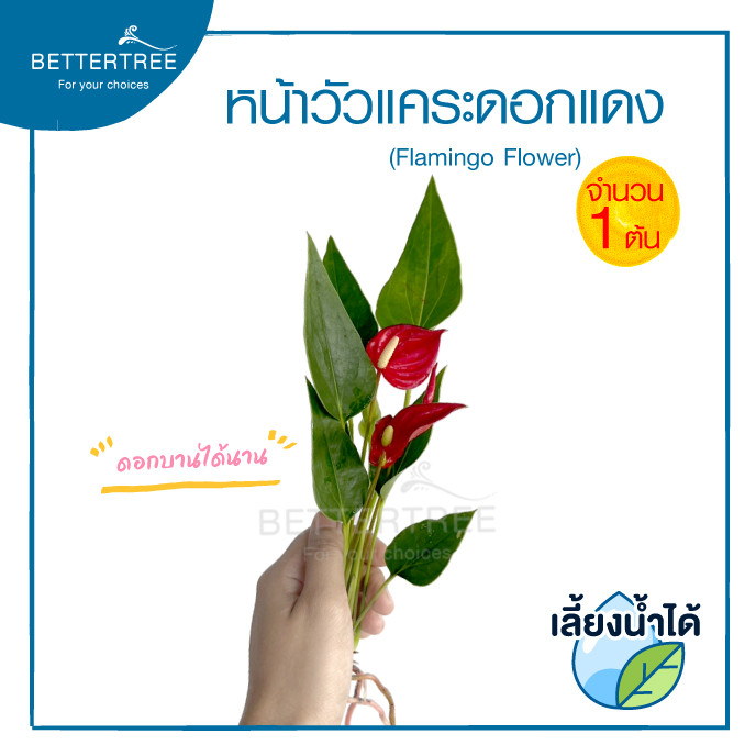 หน้าวัวแคระ(ดอกแดง) (จำนวน 1 ต้น)เลี้ยงน้ำได้  ต้นไม้มงคล ต้นไม้ฟอกอากาศ