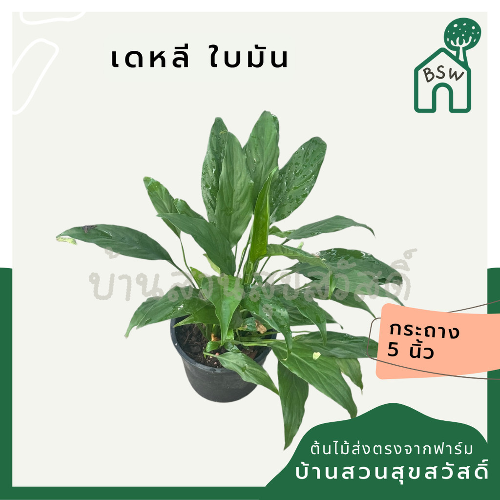 เดหลี ฟอร์มกอ กอใหญ่มาก มาในกระถางพร้อมตั้ง