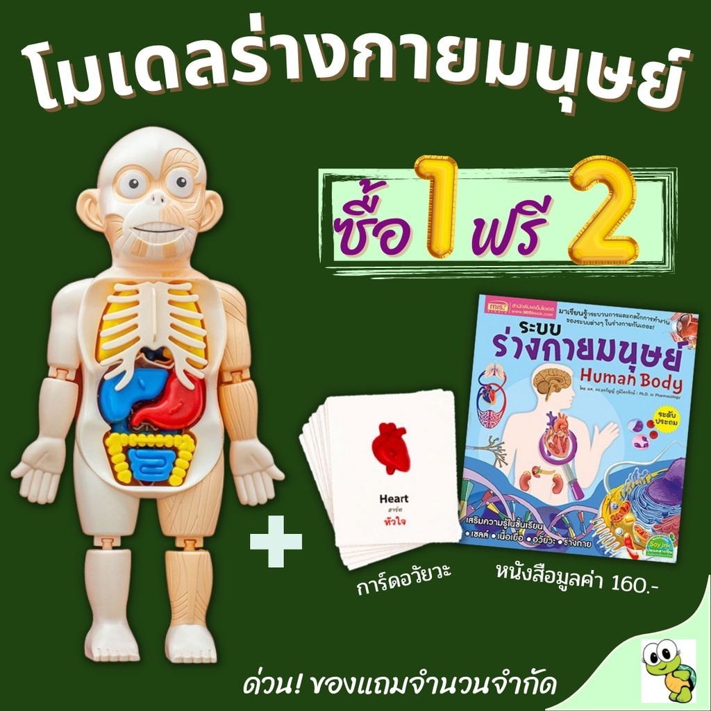 Model ร่างกายมนุษย์ Human Body Modelโมเดลของเล่นแนววิทยาศาสตร์ ฟรี!หนังสือ+การ์ดอวัยวะ
