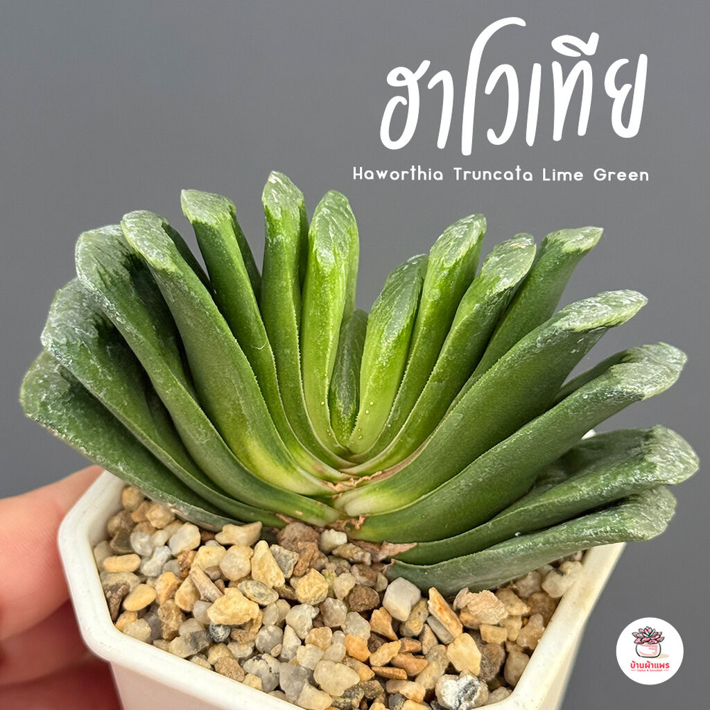 Haworthia Truncata Lime Green ฮาโวเทีย ไม้อวบน้ำ กุหลาบหิน cactus&succulentหลากหลายสายพันธุ์
