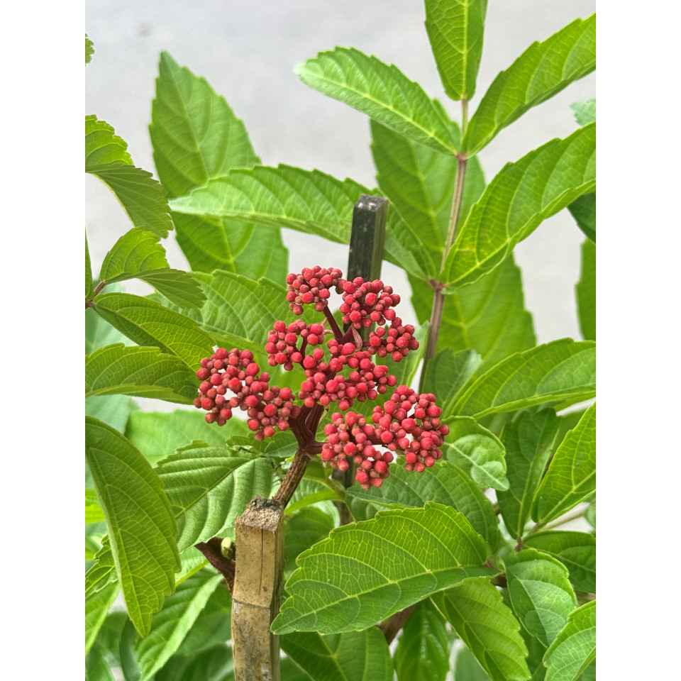 มุมมอง 4