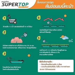 เมล็ดเพาะต้นอ่อน เบบี้คะน้า (Kale Microgreen) SUPERTOP ขนาด 1 KG.