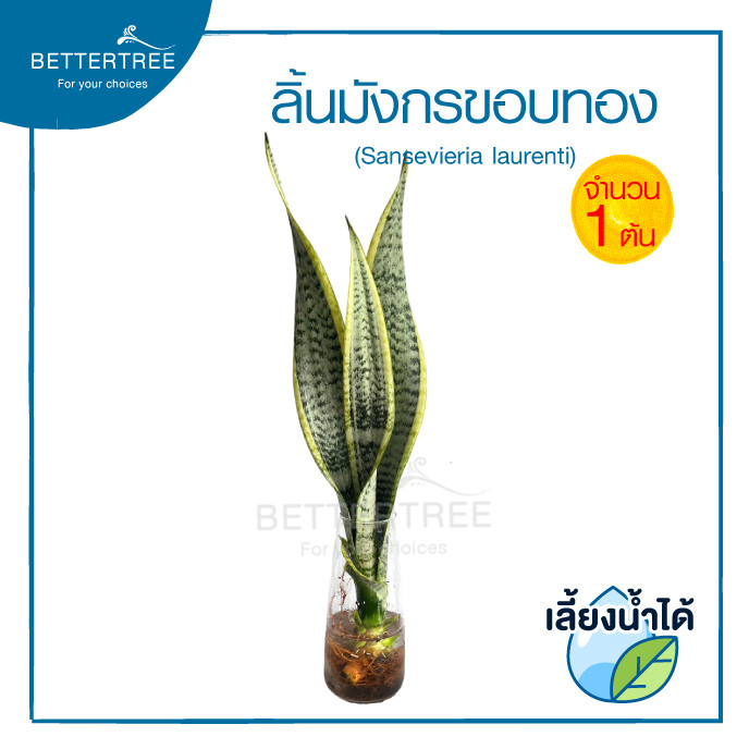 ลิ้นมังกรขอบทอง (จำนวน 1 ต้น) เลี้ยงน้ำได้ ความยาวต้นประมาณ 35 cm  Sansevieria ต้นไม้มงคล ต้นไม้ฟอกอากาศ