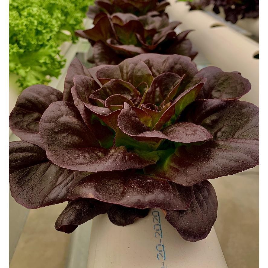 เรดบัตเตอร์เฮด เมล็ดพันธุ์ ผักสลัด ออแกนิค 90-200 เมล็ด มีคู่มือปลูก - รูปที่ 3