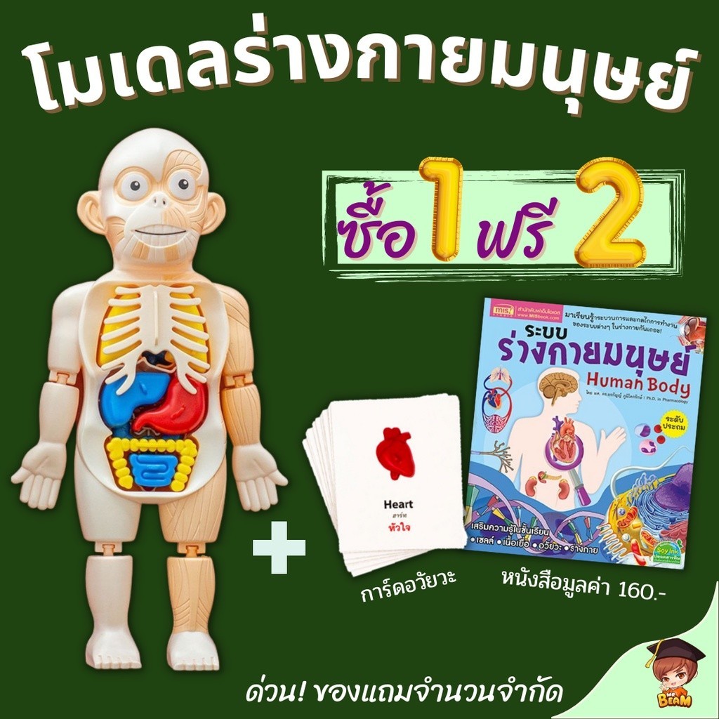 Model ร่างกายมนุษย์ 💓ฟรี! หนังสือ+การ์ด ของเล่นแนววิทยาศาสตร์ human body ระบบร่างกายมนุษย์ Mr.Beam
