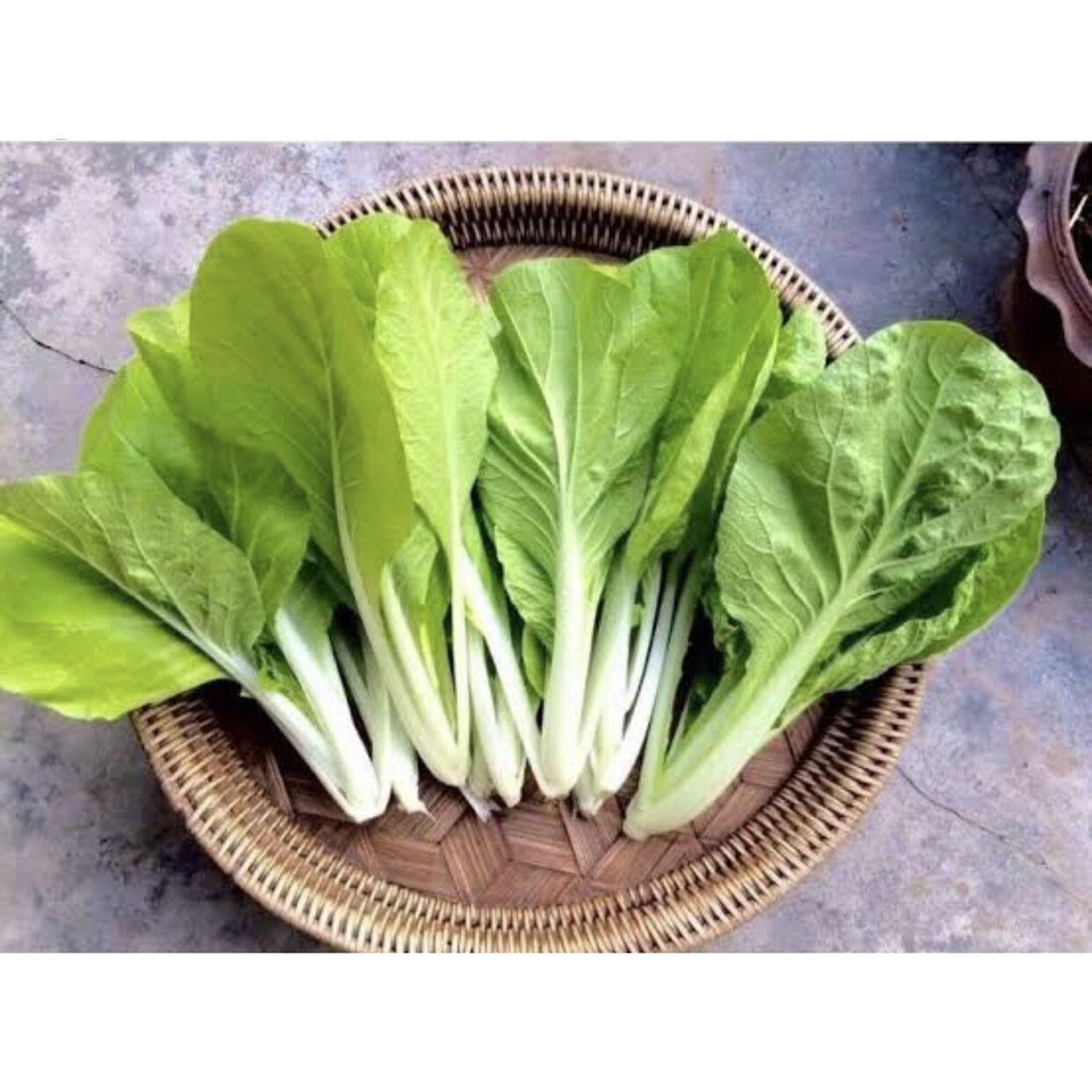 ผักกาดขาวน้อย เมล็ดพันธุ์ 300-1000 เมล็ด มีคู่มือปลูก