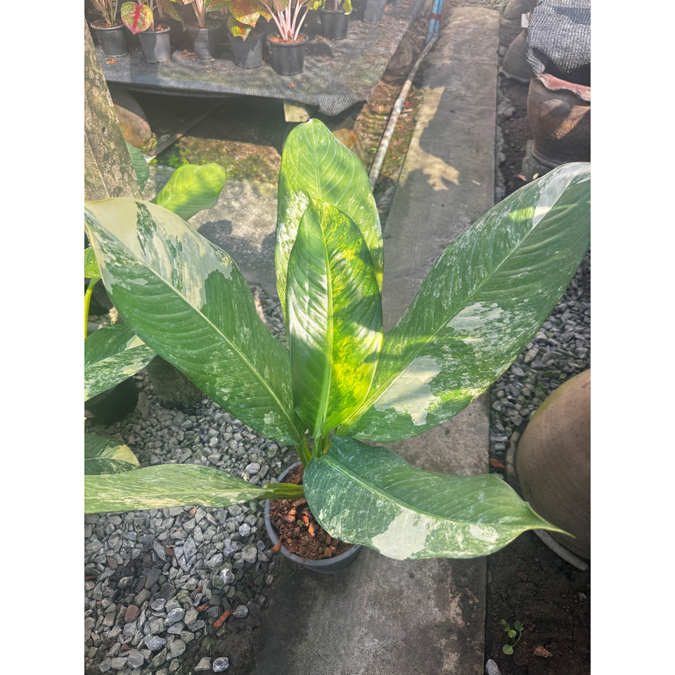 มุมมอง 2