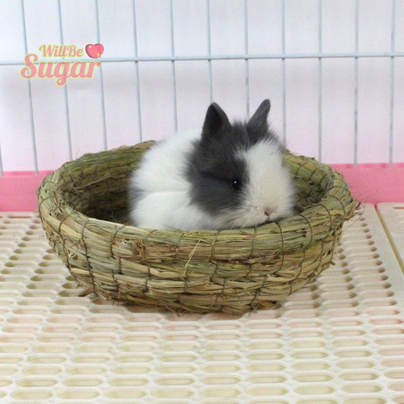 [WillBesugarT] Rabbit Grass Chew Mat บ้านหนูแฮมสเตอร์ Guinea Pig Cage Bed House Pad Pet Dog Cat [ใหม่]
