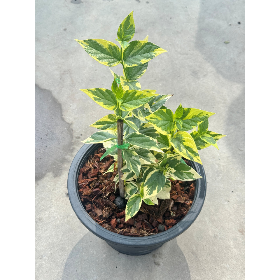 มุมมอง 4