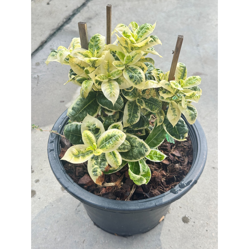 มุมมอง 6