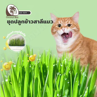(แถมเมล็ด5ซอง)หญ้าแมว ออร์แกนิค ชุดปลูกต้นอ่อนข้าวสาลี เมล็ดข้าวสาลี ข้าวสาลีแมว​ ชุดปลูกต้นอ่อนข้าวสาลี