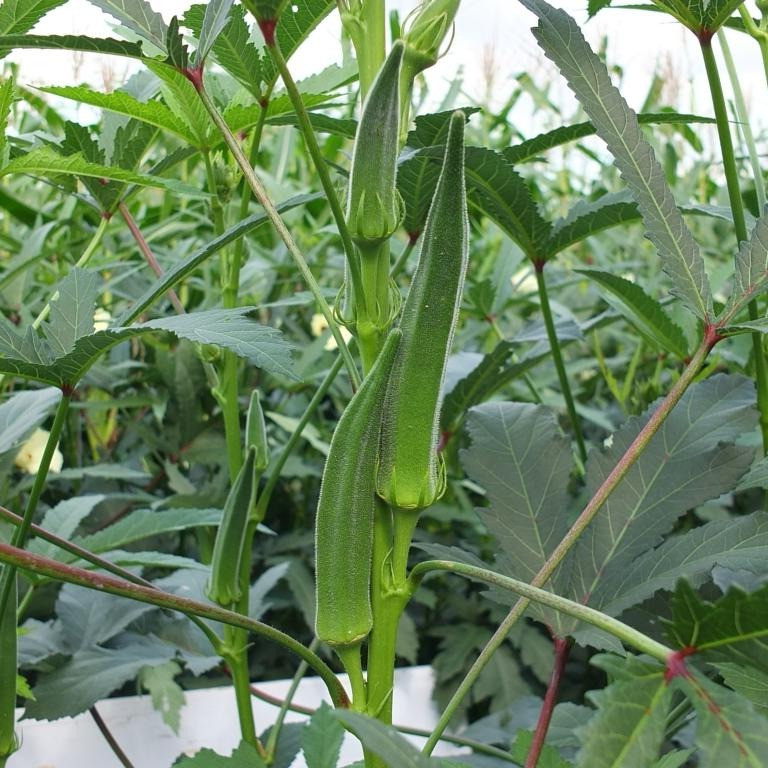 เมล็ดพันธุ์กระเจี๊ยบเขียว 40-100 เมล็ด ปลูกง่าย ทนร้อน เหมาะกับอากาศเมืองไทย อัตรางอกดี โตเร็ว (ซื้อ 10 แถม 1)