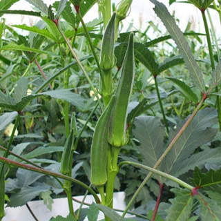 เมล็ดพันธุ์กระเจี๊ยบเขียว 40-100 เมล็ด ปลูกง่าย ทนร้อน เหมาะ…