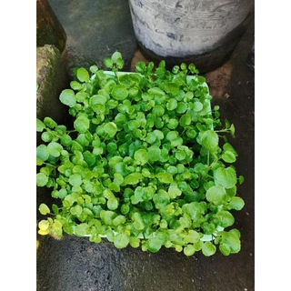 วอเตอร์​เครส​แท้ สลัดน้ำ ​90-200​ เมล็ด​ เมล็ดพัน​ธุ์​ watercress