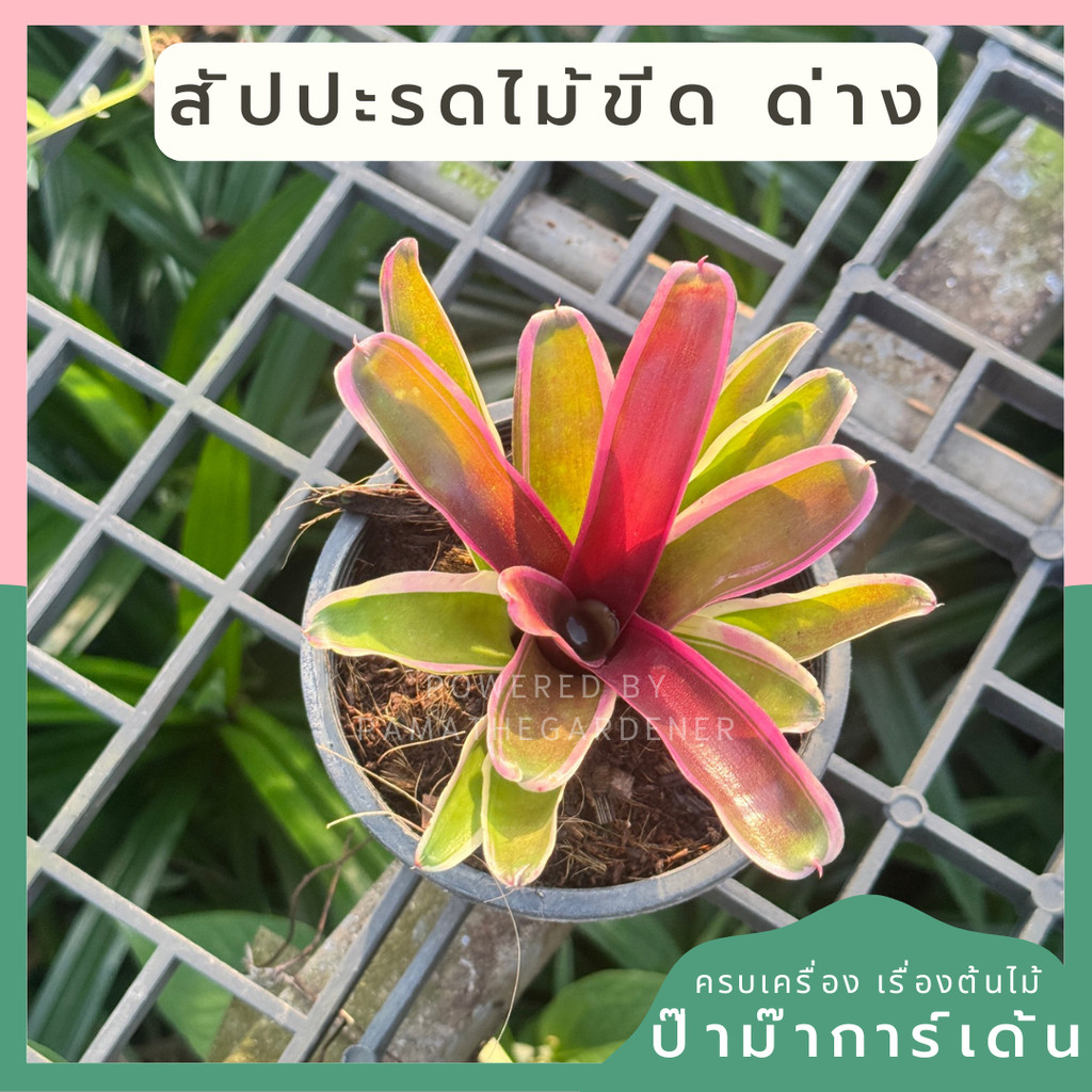 มุมมอง 2