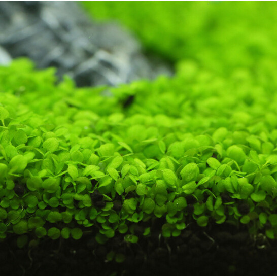 เมล็ดพันธ์ุไม้น้ำ ต้นไม้ปลูกในน้ำ เมล็ดไม้น้ำ ไม้น้ำ seeds Fresh Water Aquarium ปลูกตกแต่งตู้ปลา ตู้ปลา

<p>“><center></p>
<h4></h4>
<p><p><font color=
