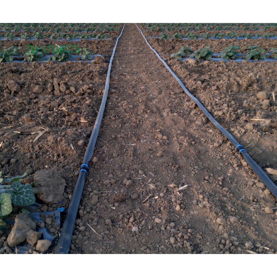 สายส่งน้ำ ตรา สามเอส ขนาด 1 นิ้ว มีให้เลือก 30-200 เมตร รับแรงดันได้ 1 บาร์ สายส่งน้ำเกษตร  สายส่งน้ำแปลง เหนียว คุ้มค่า - รูปที่ 6