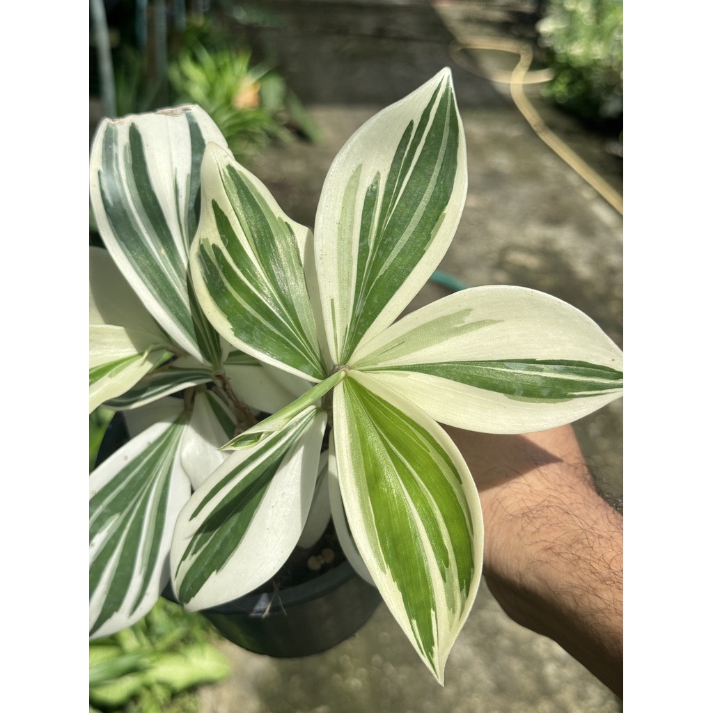 มุมมอง 3