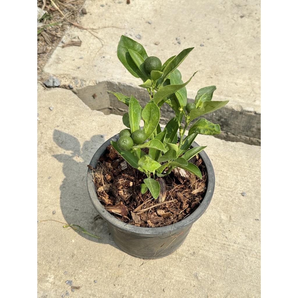 มุมมอง 5