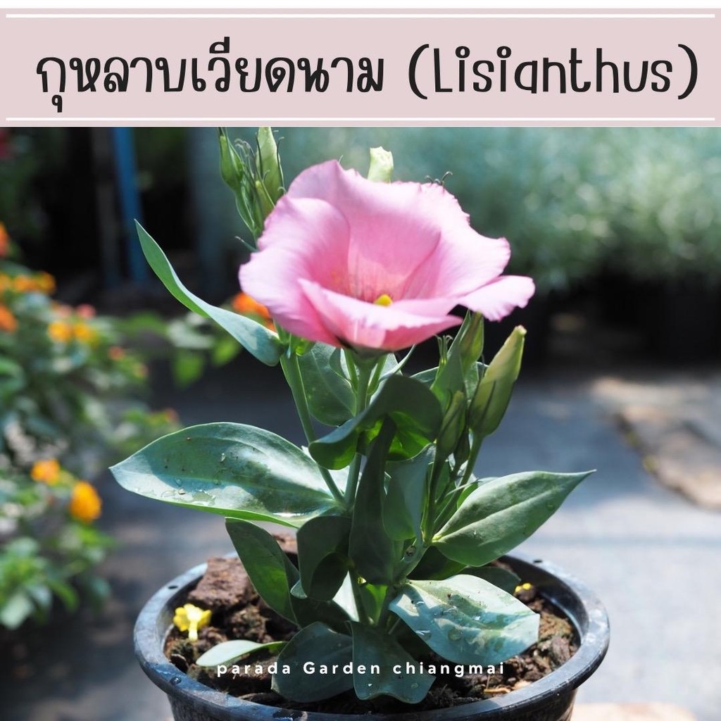 ลิซิแอนทัส กุหลาบเวียดนาม  กุหลาบไร้หนาม (Lisianthus) กระถาง 8“