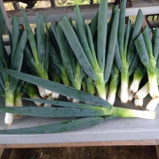 ต้นหอมยักษ์ญี่ปุ่น เมล็ดพันธุ์ 40-100 เมล็ด มีคู่มือการปลูก