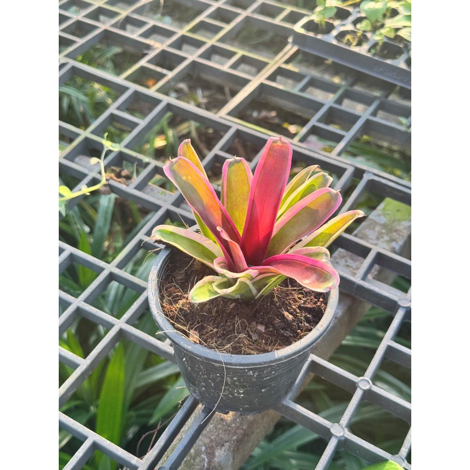 มุมมอง 5