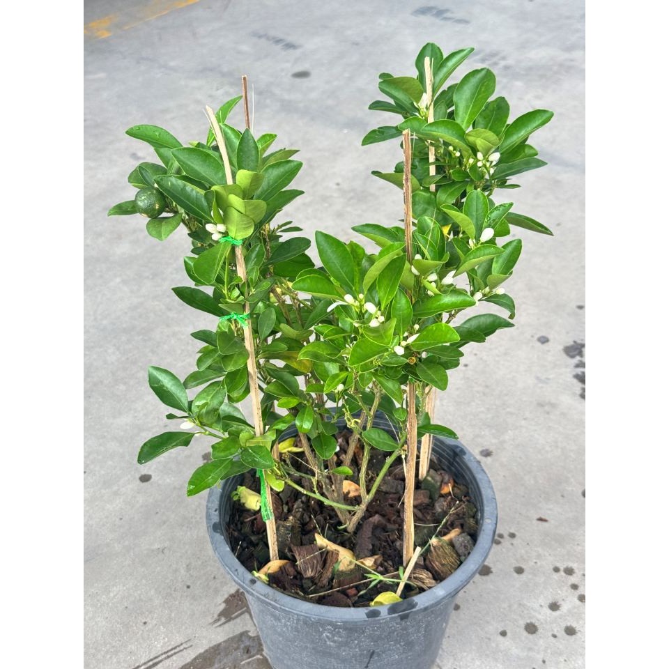 มุมมอง 4