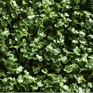 เมล็ดเพาะต้นอ่อน เบบี้คะน้า (Kale Microgreen) SUPERTOP ขนาด 1 KG.