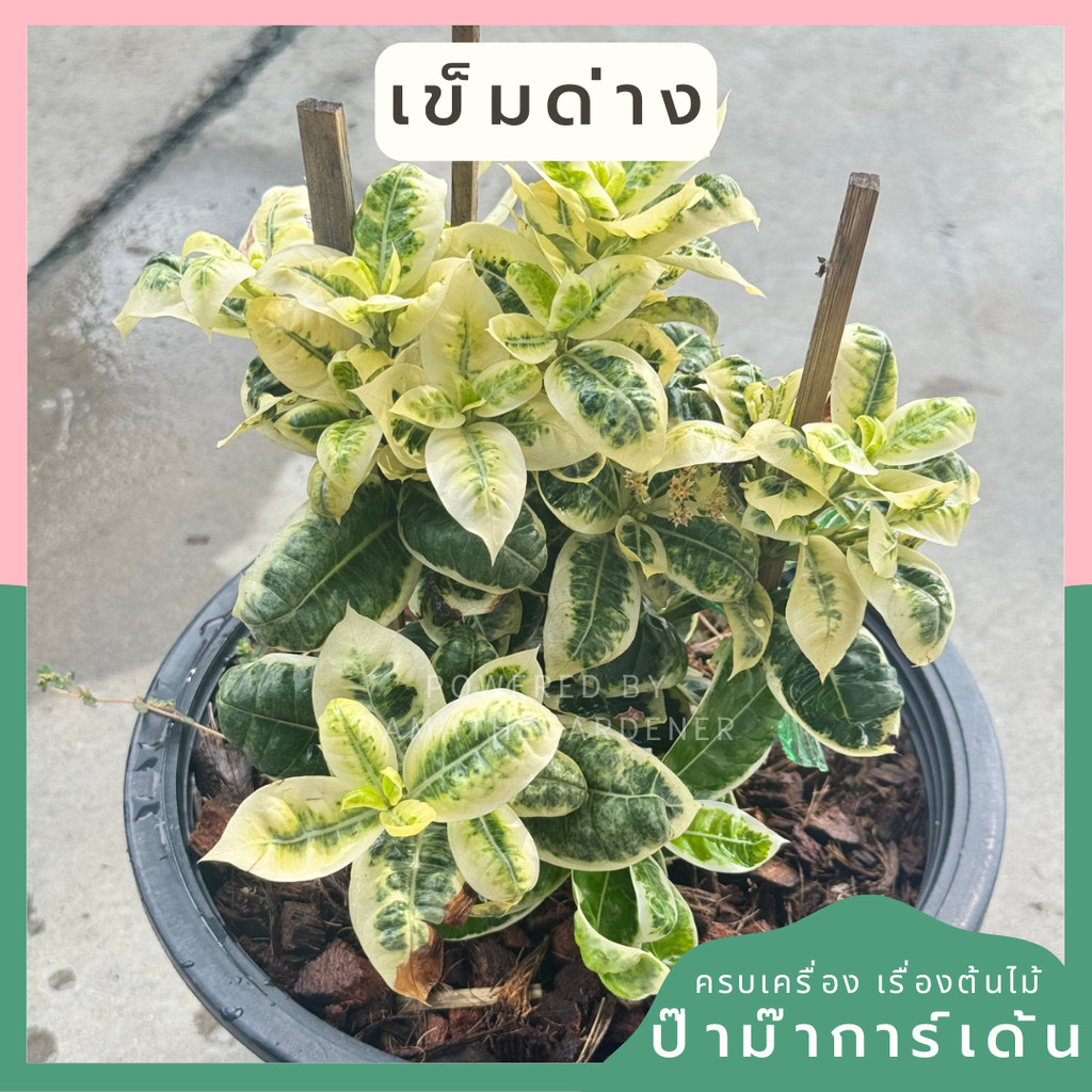 เข็มด่าง กระถาง 11 นิ้ว ต้นเข็มด่าง เป็นไม้แดด