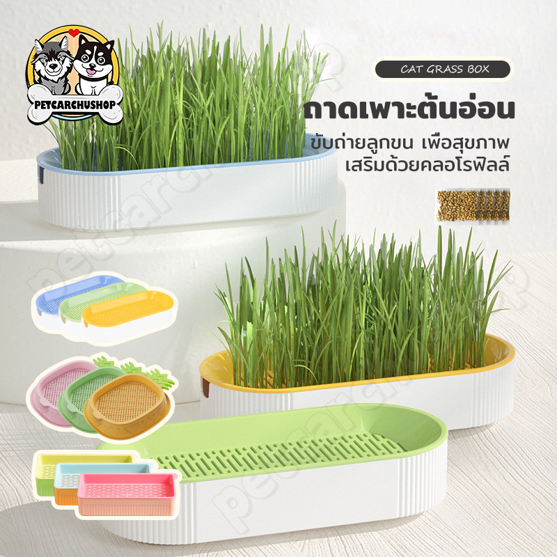 (แถมเมล็ด5ซอง)พร้อมส่ง หญ้าแมว ต้นข้าวสาลีแมว ชุดปลูกข้าวสาลี เสริมสร้างภูมิคุ้มกัน ปลูกง่าย โตไว
