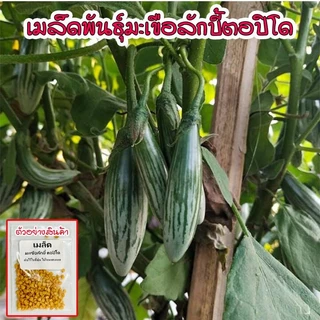 มะเขือลักบี้ตอปิโดเมล็ดพันธุ์ 40-100 เมล็ด สีเขียวลายสวย เนื้อแน่น กรอบ ปลูกง่าย ทนร้อน โตไว ให้ผลดก (ซื้อ 10 แถม1)