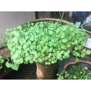 วอเตอร์​เครส​แท้ สลัดน้ำ ​90-200​ เมล็ด​ เมล็ดพัน​ธุ์​ watercress