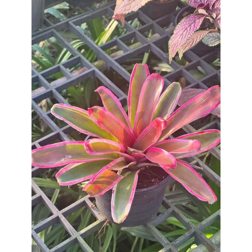 มุมมอง 7