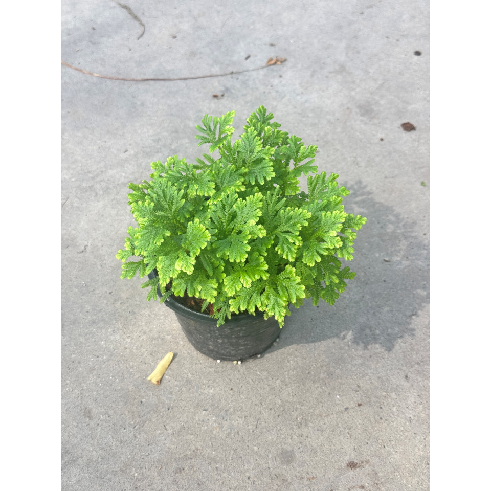 มุมมอง 6