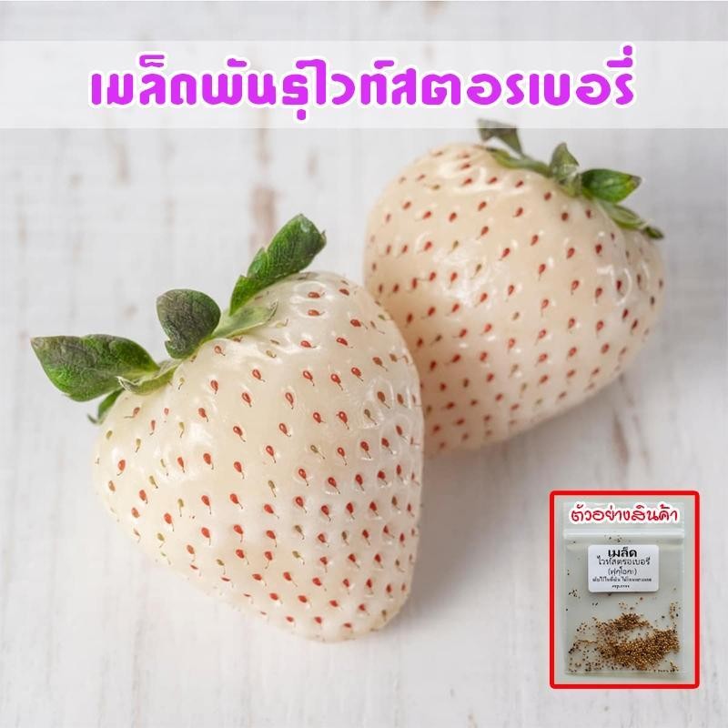 เมล็ดพันธุ์ไวท์สตรอเบอรี่ ฟูกุโอกะ 20-50 เมล็ด สายพันธุ์จากญี่ปุ่น รสหวานฉ่ำ ปลูกง่าย ได้ผลผลิตดี (ซื้อ 10 แถม 1 คละได้)