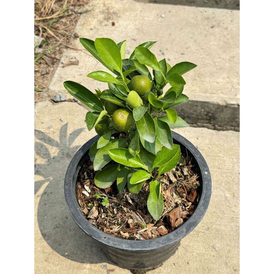 มุมมอง 2