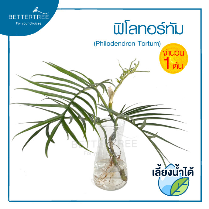 ฟิโลทอร์ทัม(จำนวน 1 ต้น)เลี้ยงน้ำได้ ต้นไม้มงคล ต้นไม้ฟอกอากาศ Philodendron