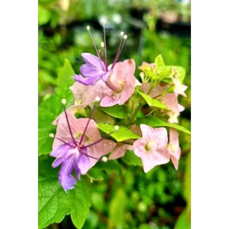 ต้นเรด้า หรือ ต้นหมวกจีน ไม้แดด ออกดอกตลอดปี - รูปที่ 5