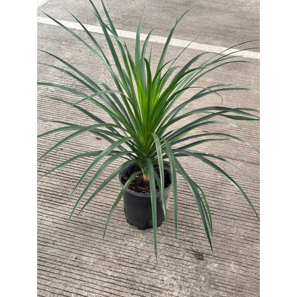 มุมมอง 4