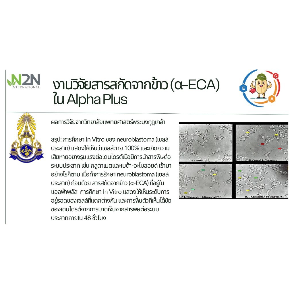 Alpha Plus เครื่องดื่มธัญพืชชนิดผง ฟื้นฟูสุขภาพ เสริมภูมิ ต้านอนุมูลอิสระ ขนาด 150g / 300g - รูปที่ 4