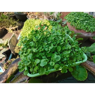 วอเตอร์​เครส​แท้ สลัดน้ำ ​90-200​ เมล็ด​ เมล็ดพัน​ธุ์​ watercress