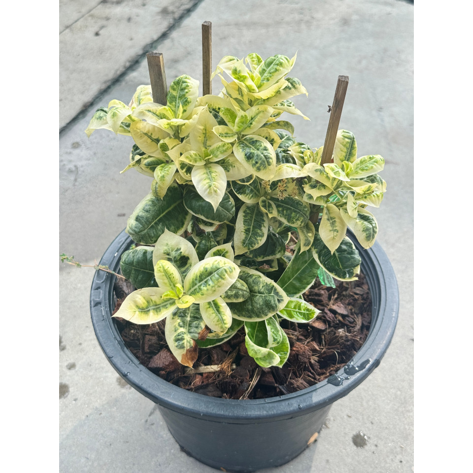 มุมมอง 3