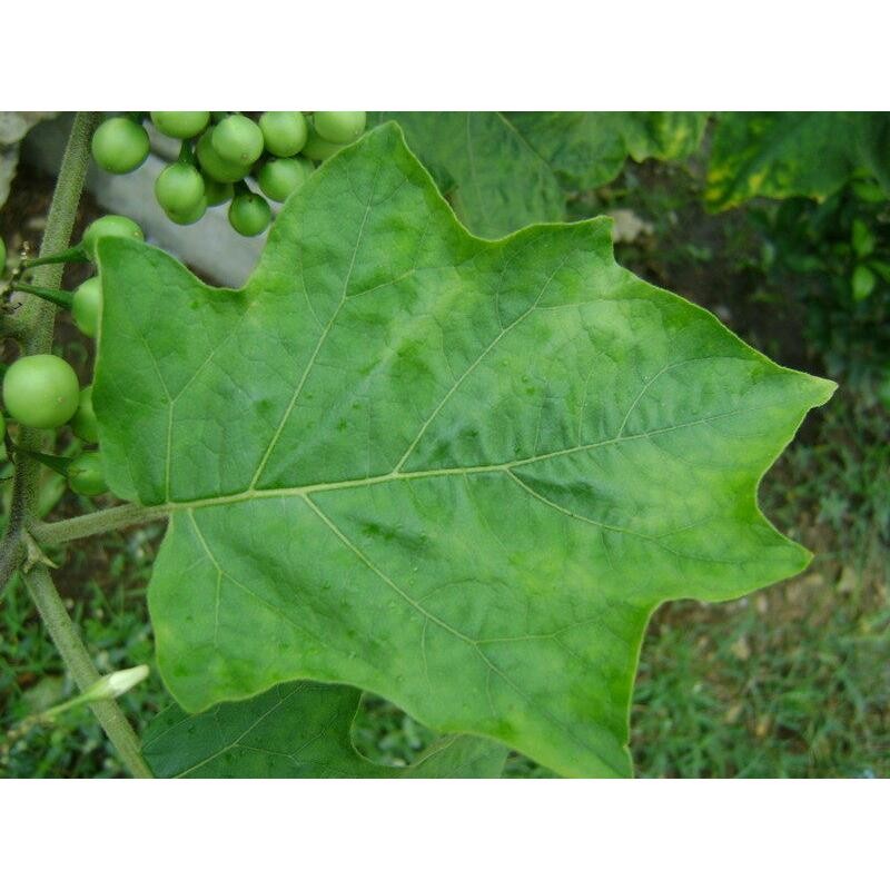 มะเขือพวง เมล็ดพันธุ์ 30-70 เมล็ด มีคู่มือปลูก - รูปที่ 4