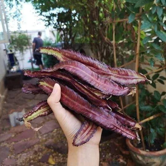 ถั่วพูสีม่วง เมล็ดพันธุ์สำหรับปลูก 4-10 เมล็ด มีคู่มือปลูก