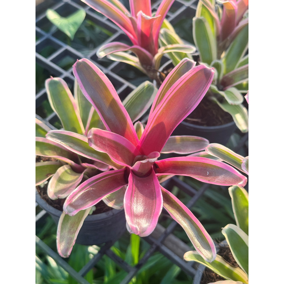 มุมมอง 3