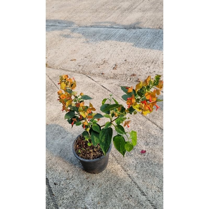 ต้นเรด้า หรือ ต้นหมวกจีน ไม้แดด ออกดอกตลอดปี - รูปที่ 3