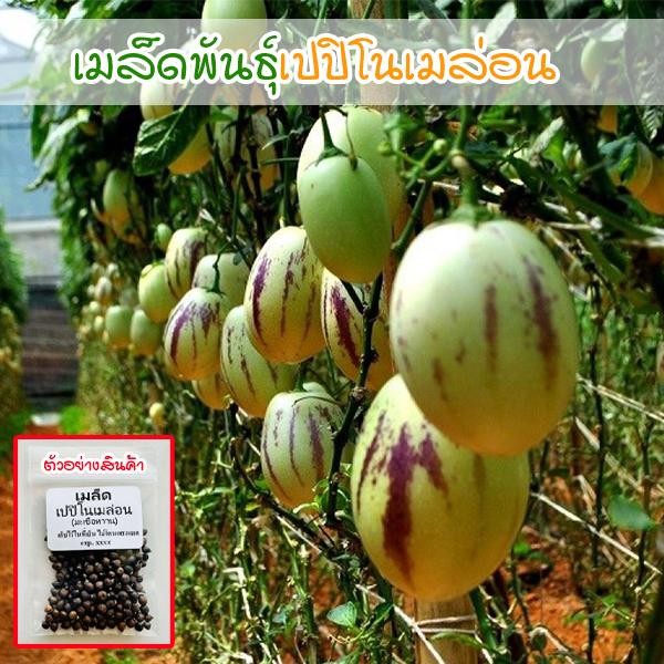 Pepino Melon เปปิโนเมล่อน 20-50 เมล็ด มะเขือหวาน สายพันธุ์หวานหอม ปลูกง่าย ผลดก โตไว (ซื้อ 10 แถม 1 คละได้)