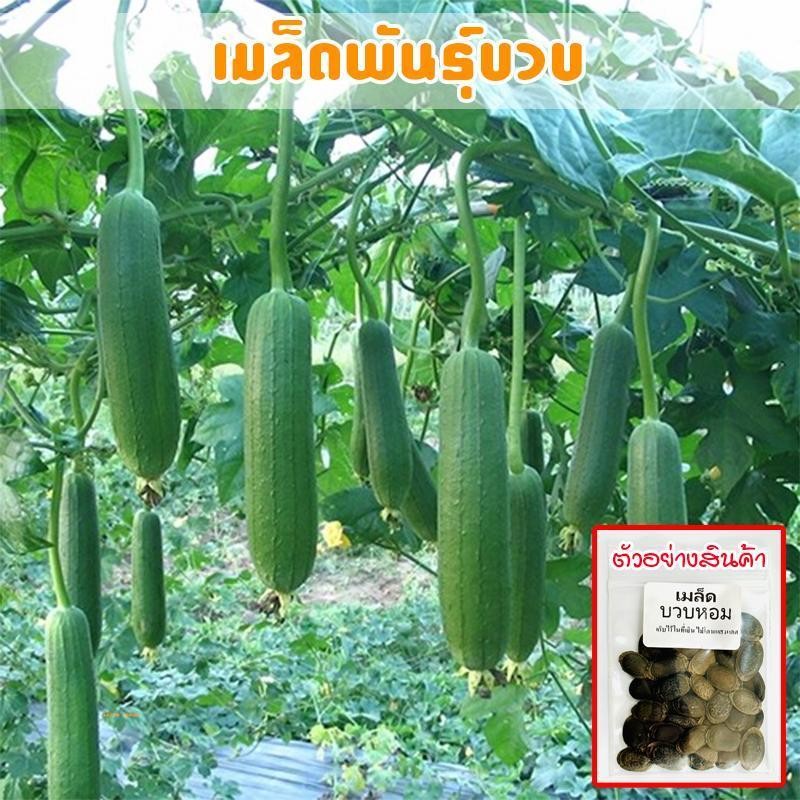 บวบหอม เมล็ดพันธุ์สำหรับปลูก 10-25 เมล็ดมีคู่มือการปลูก
